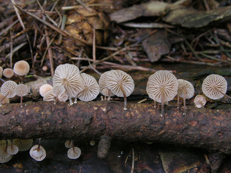 Marasmiellus ramealis